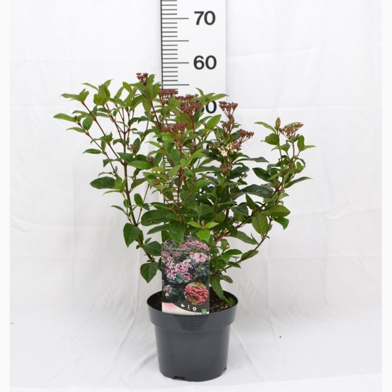 Glansolvon – Viburnum tinus 'Spirit' - C3 20-40 CM
